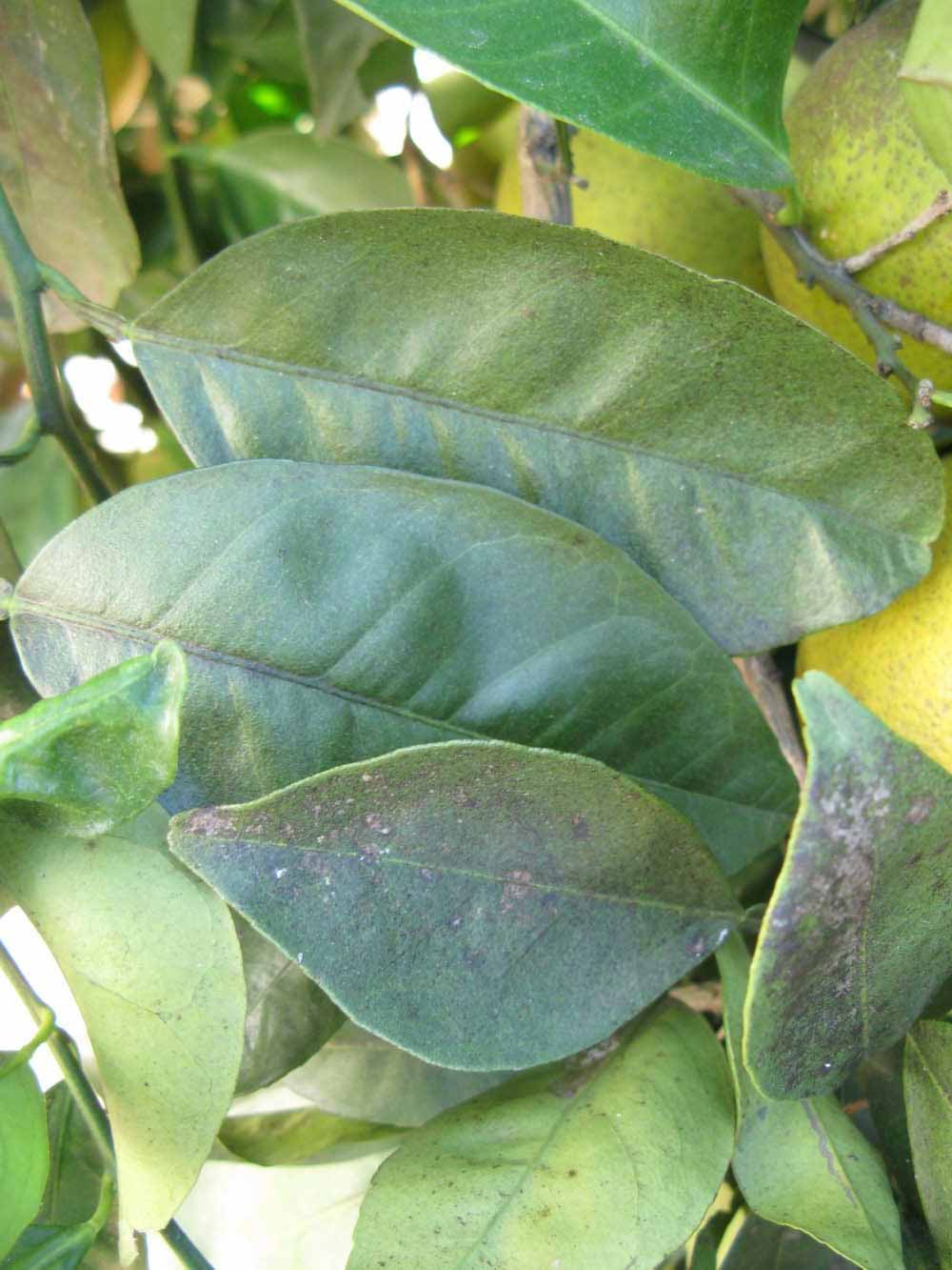            Shade leaves (Winter Haven, FL)   